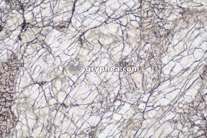 Péridotite LPNA x10 - gryphea.com